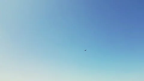 Bald Eagle Gliding Against Blue Sky And White Wispy Clouds Stock