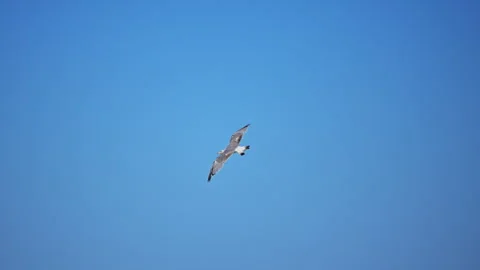 Bird soaring over the Mediterranean Sea in Italy, tranquil 4K slow motion aerial Stock Footage 335486869