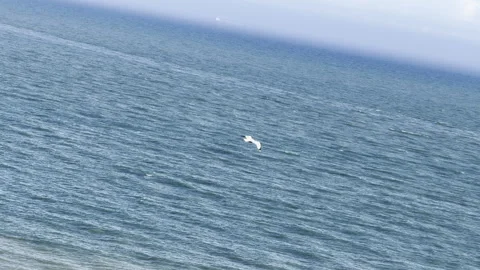Bird soaring past passenger ship aerial Stock Footage 336515209