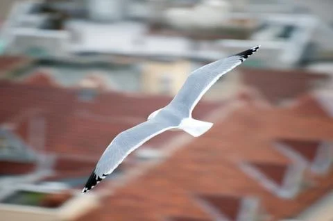 Bird soaring Stock Photos