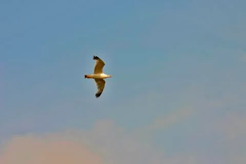 Bird soaring in sky Stock Photos
