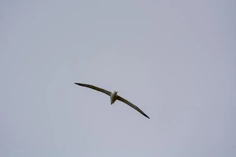 Bird Soaring in the Sky Foto stock
