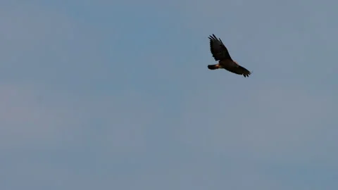 Bird soaring through the clear blue sky during daytime Video stock 280076580