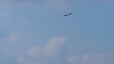 Bird soaring through the clear blue sky during daytime Видео 333988900