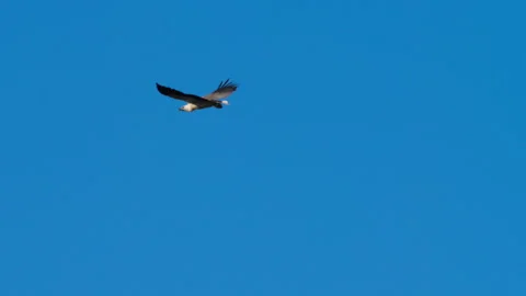 Bird soaring through the clear blue sky during daytime Stock Footage 334341338