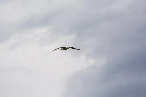 Bird Soaring Through a Cloudy Sky Stock Photos