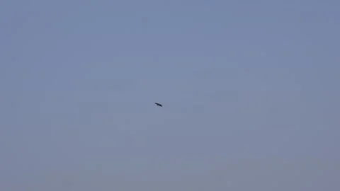 Bird soaring through sky 스톡 동영상 333897348