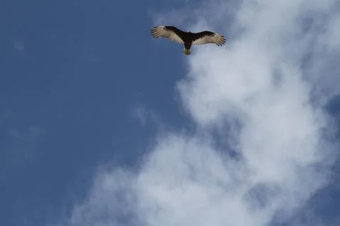 Bird soaring under the clouds Stock Photos