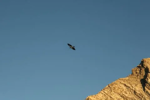 Bird soars high above the mountain peak in the clear blue sky above. Stock Photos
