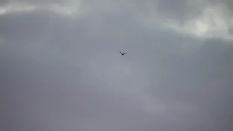 A bird soars high in the gray sky Vidéo 172359876