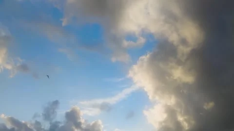 The Bird Soars High in the Sky with Blue Skies and Clouds. Slow Motion Stock Footage 243187687