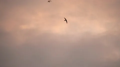 A bird soars high in the sunset sky Video stock 172359911