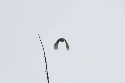 Bird soars mid-flight against a pale sky Stock Photos