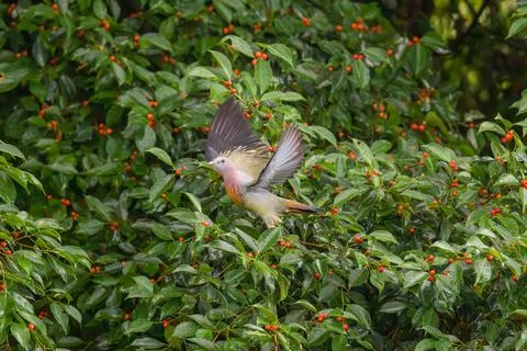Bird soars through berry-laden green foliage Stock Photos