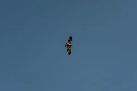 Bird soars through the clear, bright blue sky, wings spread wide in flight. Stock Photos