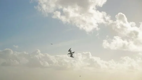 A bird soars through the sky and lands on a cliff by the ocean, in New Zealand Stock Footage 215450352