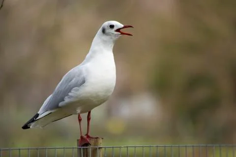 Bird with soft colours Stock Photos