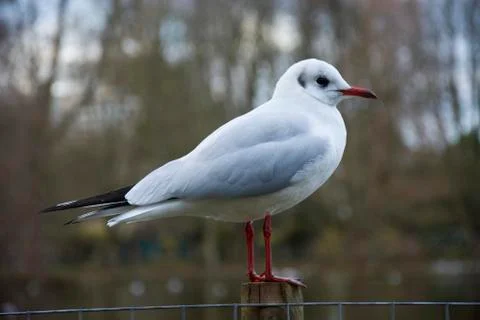 Bird with soft colours Stock Photos