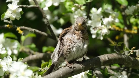 Bird - Song thrush Stock Footage 274790672