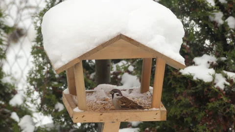 Bird Sparrow Eats From Feeder Winter. Wildlife Bird Sparrow in All Kinds of Stock Footage 229834773
