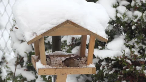 Bird Sparrow Eats From Feeder Winter. Wildlife Bird Sparrow in All Kinds of.. Stock Footage 328322464