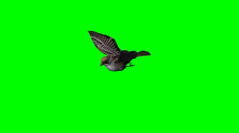 bird sparrow is flying - green screen | Stock Video | Pond5