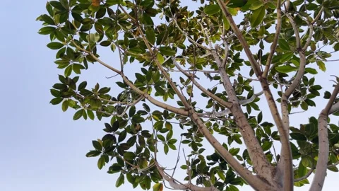 Bird Sparrow on Green Tree  Stock Footage 168312148