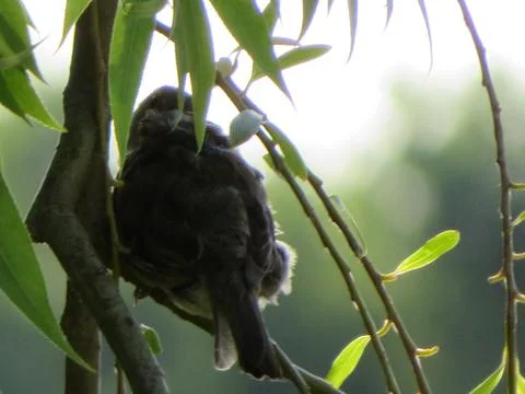 Bird sparrow hidden on the branch of a tree in the shade Stock Photos