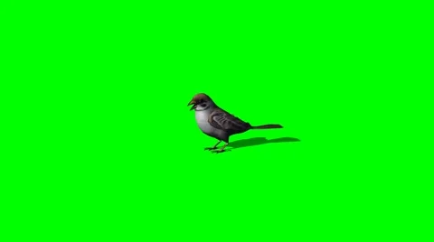 Bird sparrow idle - green screen Stock Footage