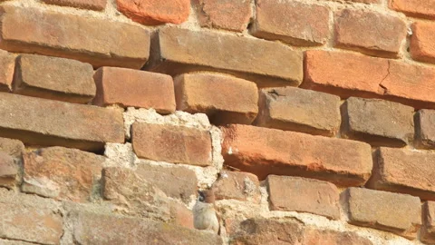 Bird sparrow (Passer montanus) flies out of a nest in an old brick wall. Stock Footage 149010358