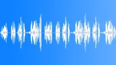 BIRD, SPARROWSound Effect