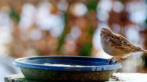 Bird sparrow splashes with water  Stock Footage 180434712