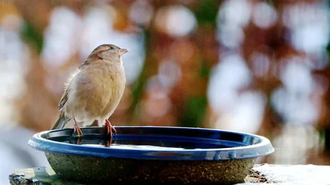 Bird sparrow splashes with water  Stock Footage 188514665