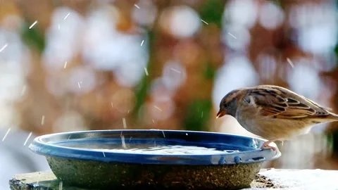 Bird sparrow splashes with water  Stock Footage 194544544