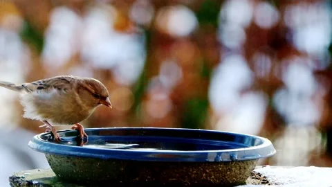 Bird sparrow splashes with water  Stock Footage 203408180