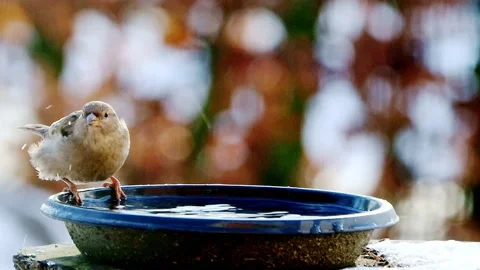 Bird sparrow splashes with water  Stock Footage 214760266