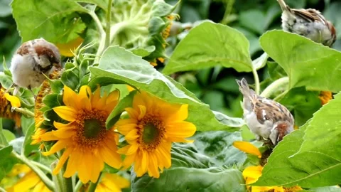 Bird sparrow sunflower Stock-Footage 269212962