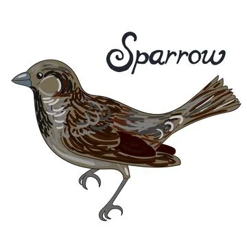 Bird sparrow vector illustration Stock Illustration