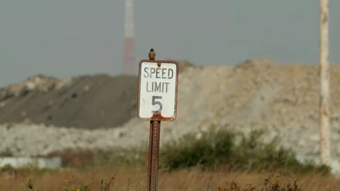 Bird on a speed limit sign Video stock 128097721