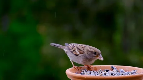 Bird sperling sparrow Stock-Footage 269213034