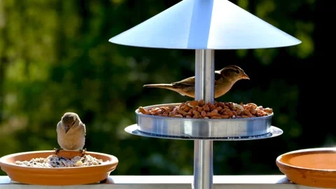 Bird sperling sparrow Video stock 269213239