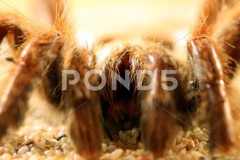 Bird spider (avicularia spec.) Stock Photos