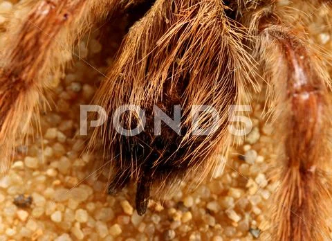 Bird spider (avicularia spec.) Stock Photos