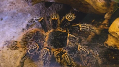  Bird spider resting Stock Footage 252619899