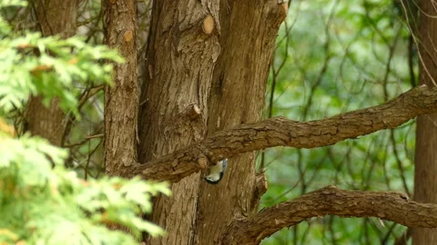 Bird spinning around the branch in the tree. The gray bird flies off after Stock Footage 144542508