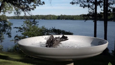Bird splashes about in a bird bath. Video stock 123445780
