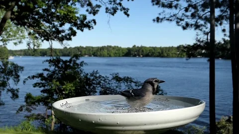 Bird splashes about it the bird bath then flies away. Stock-Footage 148676955