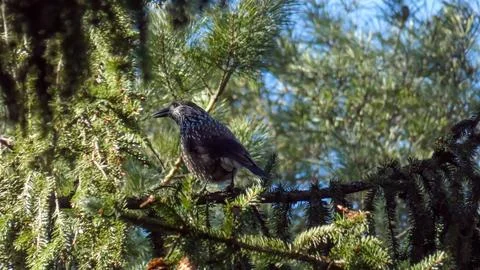 Bird, Spotted Nutcracker. In The Background Of Spring Emits The Sounds Of Mating Foto stock
