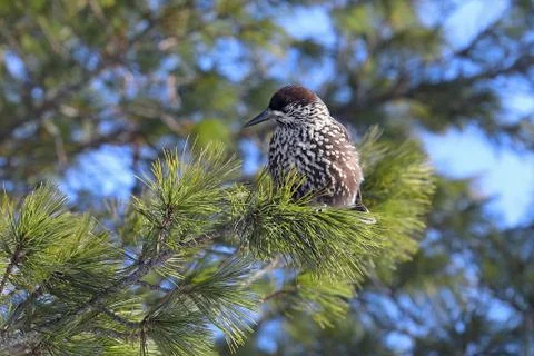 Bird a spotted nutcracker in the sunny day in the Siberian taiga 스톡 사진