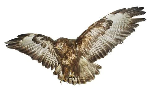 Bird, spread wings Stock Photos